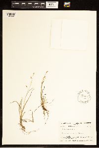 Carex capillaris image