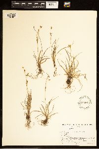 Carex capillaris image