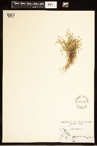 Carex capillaris image