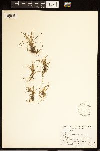 Carex capillaris image