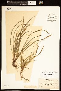Carex backii image