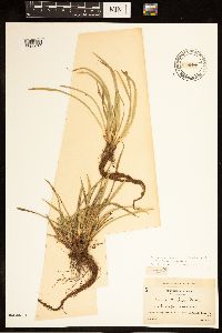 Carex backii image