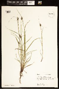 Image of Carex caroliniana