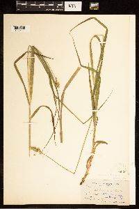 Carex cephaloidea image