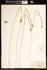 Carex cephaloidea image