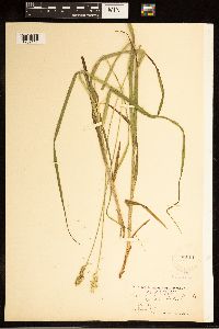 Carex cephaloidea image