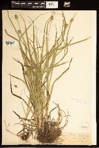 Carex cephaloidea image