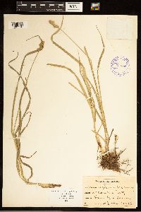 Carex cephaloidea image