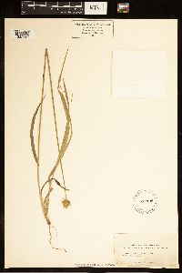 Carex cephaloidea image
