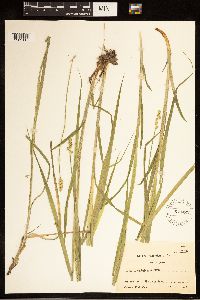 Carex cephaloidea image