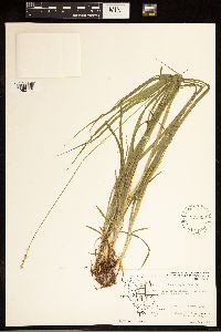 Carex cephaloidea image