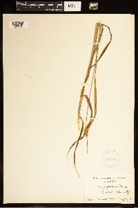 Carex cephaloidea image