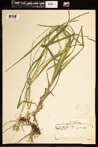 Carex cephaloidea image