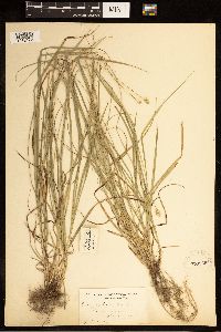 Carex cephaloidea image