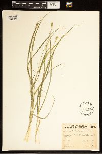Carex cephaloidea image