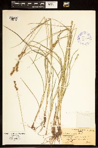 Carex cephaloidea image