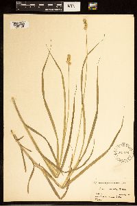 Carex cephaloidea image