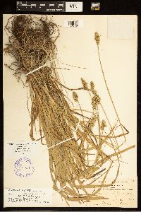 Carex cephaloidea image