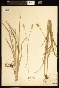 Carex cephaloidea image