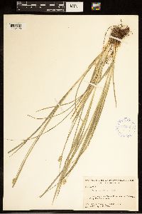 Carex cephalophora image
