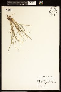 Carex cephalophora image