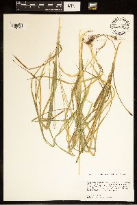 Carex cephalophora image
