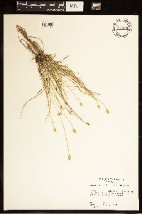 Carex cephalophora image