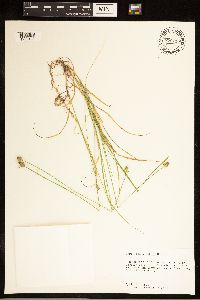Carex cephalophora image