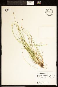 Carex cephalophora image