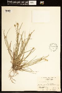 Carex cephalophora image