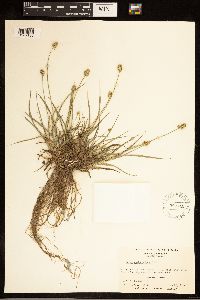 Carex cephalophora image