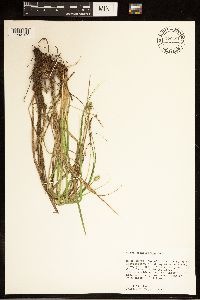 Carex cephalophora image