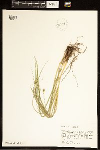 Carex cephalophora image