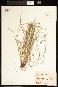 Carex cephalophora image