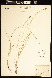 Carex cephalophora image
