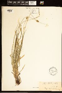 Carex cephalophora image
