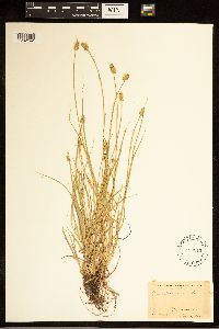 Carex cephalophora image