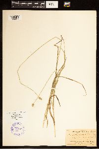Carex cephalophora image
