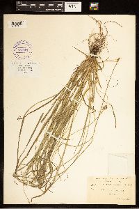 Carex cephalophora image