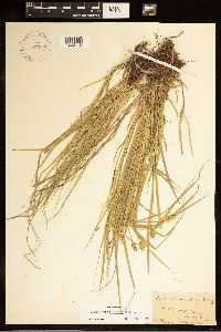 Carex cephalophora image
