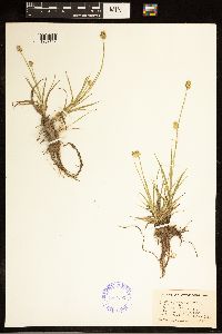 Carex cephalophora image