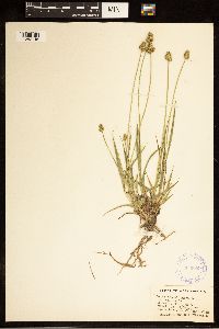 Carex cephalophora image