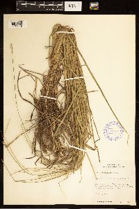 Carex cephalophora image