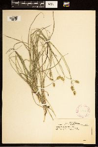Carex cephalophora image