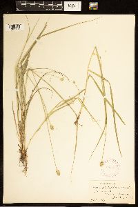 Carex cephalophora image