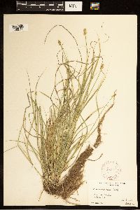 Carex cephalophora image