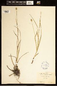 Carex cephalophora image