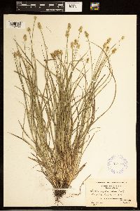 Carex cephalophora image