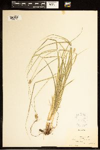 Carex cephalophora image