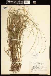 Carex cephalophora image